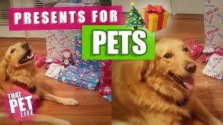 Dogs Opening Christmas Presents | Funny Dog Compilation