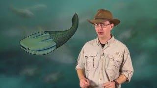 Paleo 103: Early Vertebrate Evolution