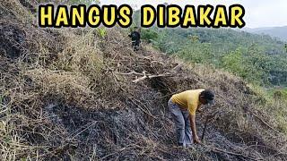 LADANG RUMPUT BUAT PAKAN KAMBING DIBAKAR ORANG TAK DIKENAL.