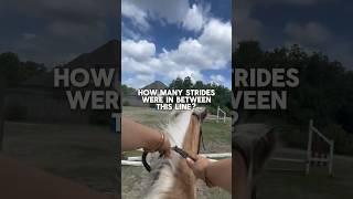 how many strides? #horse #foryou #equestrian #viral #horseriding #jumping