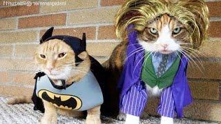 CATS in Ridiculously Adorable COSTUMES [Funny Pets]