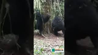 Juvenile Mountain Gorillas playing  on Gorilla Safaris in Rwanda - Pablo's Gorilla family #shorts