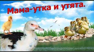 Мама-утка и утята.Вылупление утят от А до Я