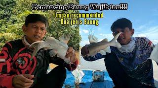 WAJIB TAU!!! Umpan Mancing Dua Jenis Ikan Baung Di Saat Kondisi Air Yang Berbeda