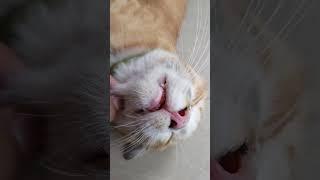 #funnyvideos #prank #cat #dog #chien #animalsoftiktok #ypf #viral #pet