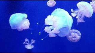 அமெரிக்காவில் Aquarium | Adventure Aquarium | Camden, NJ.