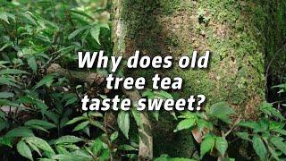 Why does old tree tea taste sweet?