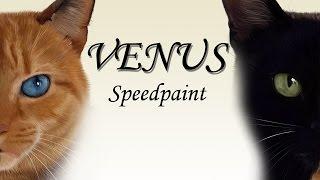 Venus The Two Faced Cat - Speedpaint