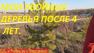 Мои хвойные деревья после 4 лет. Мои ЕЛКИ, СОСНУ, ТУИ И КЕДРЫ которые я посадил на даче после 4 лет.