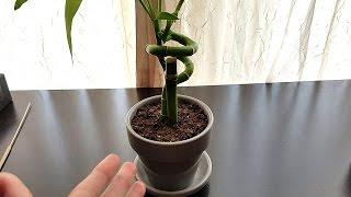 How to grow Lucky Bamboo in Soil