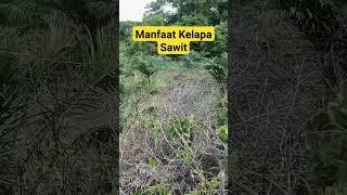 Manfaat Kelapa Sawit #shortsviral #shortfyp #kelapasawit