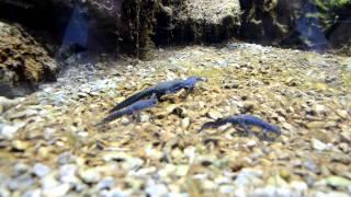 Tritons in an aquarium in the Alpenzoo Innsbruck