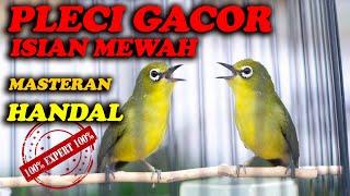 PLECI GACOR NEMBAK ISIAN MEWAH , MASTERAN TERBAIK !!!!