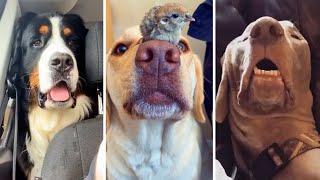 Ultimate Funny DOGS Compilation!