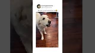 He got a tail extension #techtitan #memes #techtitans #viralvideo #funny #techmemer #techmemes #pets