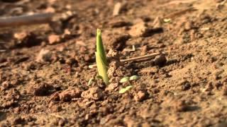 Dry Land Corn: Emergence