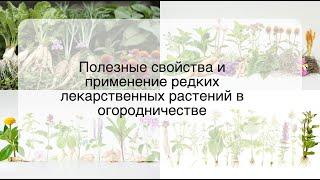 Полезные свойства и применение редких лекарственных растений в огородничестве