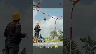 Ketabrak merpati balap 