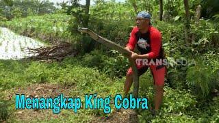 Aksi Si Gundul Menangkap King Cobra | JEJAK SI GUNDUL (28/06/24)