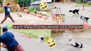  balloon v/s deshi dog prank ||throwing water balloon on dog || ️part~2  total animals prank