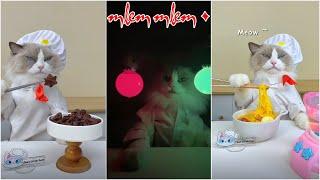 Cat Make Food That Little Puff Tiktok Compilation 2024 #8