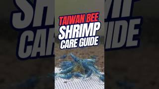 Taiwan Bee SHRIMP Care Guide | Freshwater Shrimp