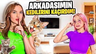 ARKADAŞIMIN KEDİLERİNİ KAÇIRDIM ! ​⁠@TheSera (AĞLADI!!)