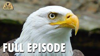 Wild America | Special E9 'Wild Wings' | Wild America Animal Channel