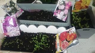Çiçek tohumu çimlendirme.2. Video. Çiçek tohumlarım çimlendi. How to grow flower seeds germination