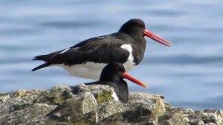 Scholekster (koppel) - Eurasian Oystercatcher (pair) - Huîtrier pie - Tjeld  - Haematopus ostralegus