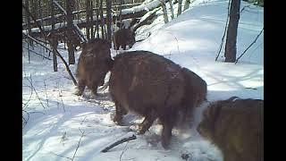 Звериная тропа у подкормочной площадки