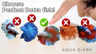 How To Choose A Best Betta Fish