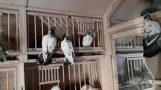 Пакистанские голуби в Москве. Pakistani pigeons in Moscow. +7(925)502-25-09