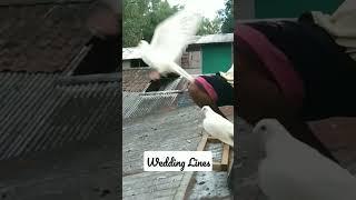 Puting Kalapati #kalapati #whitepigeon