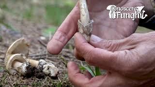 Conoscere i Funghi: Amanita submembranacea  [ COMMESTIBILE DOPO COTTURA ]