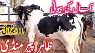 Zahir Pir Cow Mandi Qurbani Cholistani Sahiwal Bachre || Global Village Farming