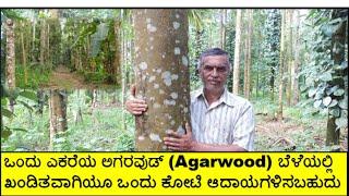 ಒಂದು ಎಕರೆ ಅಗರ್ ವುಡ್(AGAR WOOD) ..!