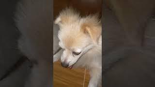 #shortvideo #puppy