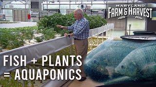 Growing Lettuce with FISH!  |  MD F&H