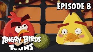 Angry Birds Toons | Miracle of Life - S2 Ep8
