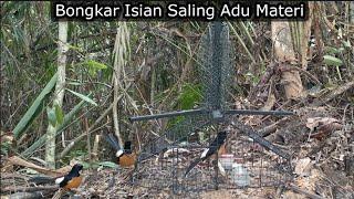 SANGAT SERU || PERTARUNGAN MURAI BATU HUTAN VS MURAI BATU PIKAT SAYA