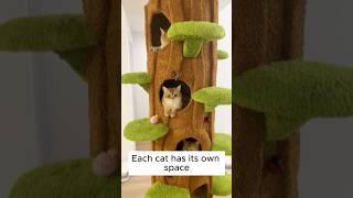 Build the Ultimate Cat Tree:A DIY Project Your Cat Can’t Resist #cattree #meowycatmas #catheart #cat