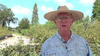 How to Grow Grapefruit Trees