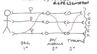 Topographical representation in the sensory system