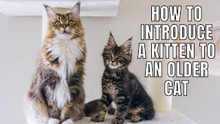 5 Tips on Introducing a Kitten to an Older Cat
