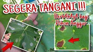 Eps 35 - Bulai Anggur / Embun Bulu / Downy Mildew pada Tanaman Anggur