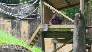 Orangutans Zoo Atlanta