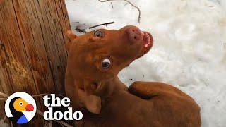 Puppy Abandoned In A Snowstorm Demands All His Dad's Attention Now | The Dodo