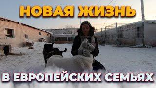 Брошенные собаки из Якутии! Новые истории, добрые поступки