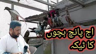 Aj apni chatt sy///اج بچے اڑا دیے//Dostana pigeon club//